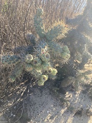 Cylindropuntia prolifera