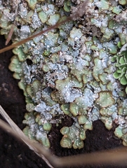 Punctelia stictica
