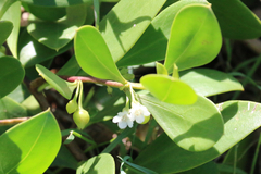 Myoporum boninense