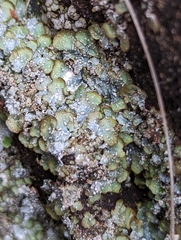 Punctelia stictica
