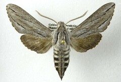 Sphinx sequoiae