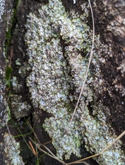 Punctelia stictica