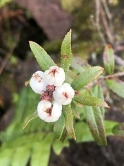 Gaultheria hispida