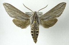 Sphinx sequoiae