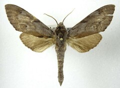 Lapara phaeobrachycerous