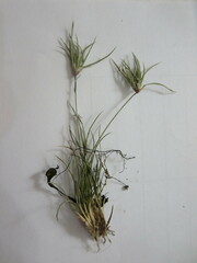 Dasyochloa pulchella