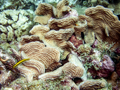 Stegastes partitus