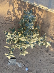 Dicoria canescens