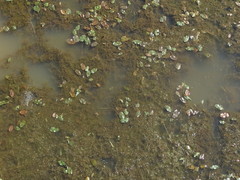 Potamogeton natans