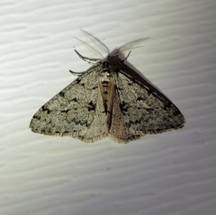 Phigalia strigataria