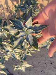 Dicoria canescens
