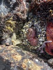 Urticina clandestina