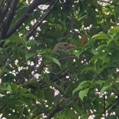 Psilopogon lineatus