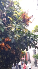 Heptapleurum arboricola
