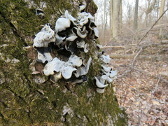 Auricularia polytricha