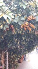 Heptapleurum arboricola