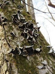 Auricularia polytricha