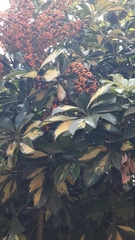 Heptapleurum arboricola