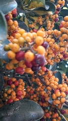 Heptapleurum arboricola