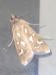 Diastictis