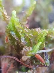 Odontoschisma sphagni