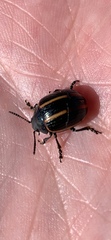 Deuterocampta quadrijuga