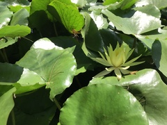 Nymphaea mexicana