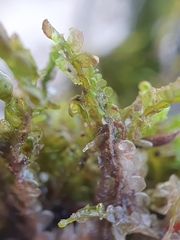 Odontoschisma sphagni