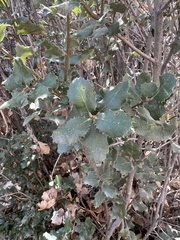 Quercus cornelius-mulleri