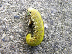 Cimbicidae