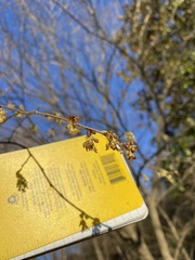 Planera aquatica