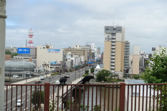 Corvus macrorhynchos japonensis