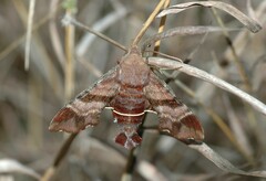Amphion floridensis