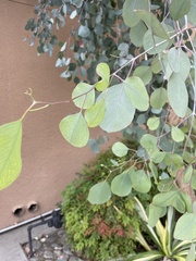 Eucalyptus polyanthemos