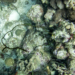 Porites astreoides