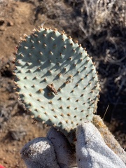 Opuntia basilaris