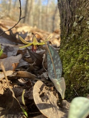 Erythronium umbilicatum