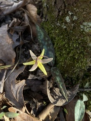 Erythronium umbilicatum