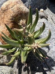 Dudleya saxosa