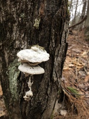 Rigidoporus populinus