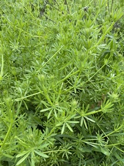 Galium aparine