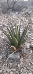 Agave lechuguilla