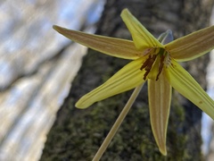Erythronium umbilicatum