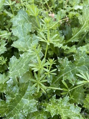 Galium aparine