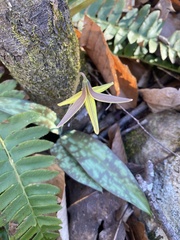 Erythronium umbilicatum