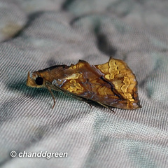 Plusiodonta coelonota