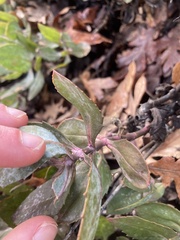 Penstemon barrettiae