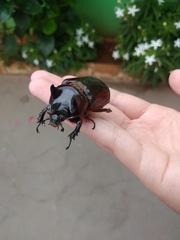 Strategus aloeus