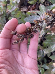 Penstemon barrettiae