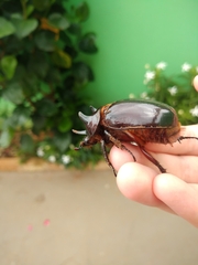 Strategus aloeus